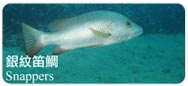 銀紋笛鯛Snappers
