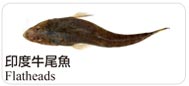 印度牛尾魚Flatheads