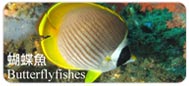 蝴蝶魚Butterflyfishes