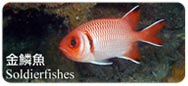 金鱗魚Soldierfishes