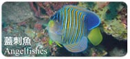 蓋刺魚Angelfishes