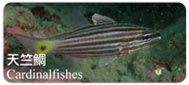 天竺鯛Cardinalfishes