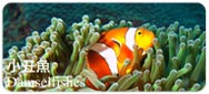 小丑魚Damselfishes