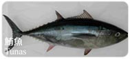 鮪魚Tunas