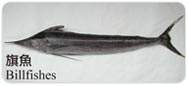 旗魚Billfishes