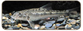 中間鰍鮀Gobiobotia intermedia