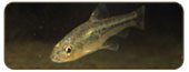 飯島氏銀鮈Squalidus iijimae