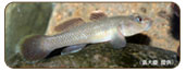 細斑吻鰕虎Rhinogobius delicatus