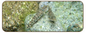 蘭嶼吻鰕虎Rhinogobius lanyuensis