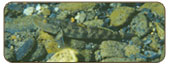 斑帶吻鰕虎Rhinogobius maculafasciatus