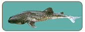 鯨鯊Rhincodon typus