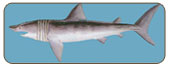 象鯊Cetorhinus maximus