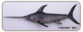 劍旗魚Xiphias gladius