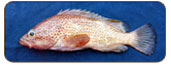 赤點石斑魚Epinephelus akaara