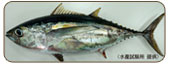 短鮪Thunnus obesus