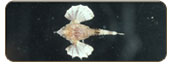 短海蛾魚Pegasus laternarius