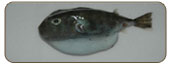 圓魨Sphoeroides pachygaster