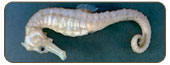 庫達海馬Hippocampus kuda