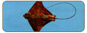 青帶圓吻燕魟Aetomylaeus nichofii