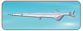 銳頭銀魚Salanx ariakensis