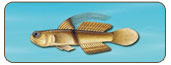 香魚Plecoglossus altivelis subsp