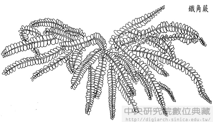 蕨类植物简笔画名称图片