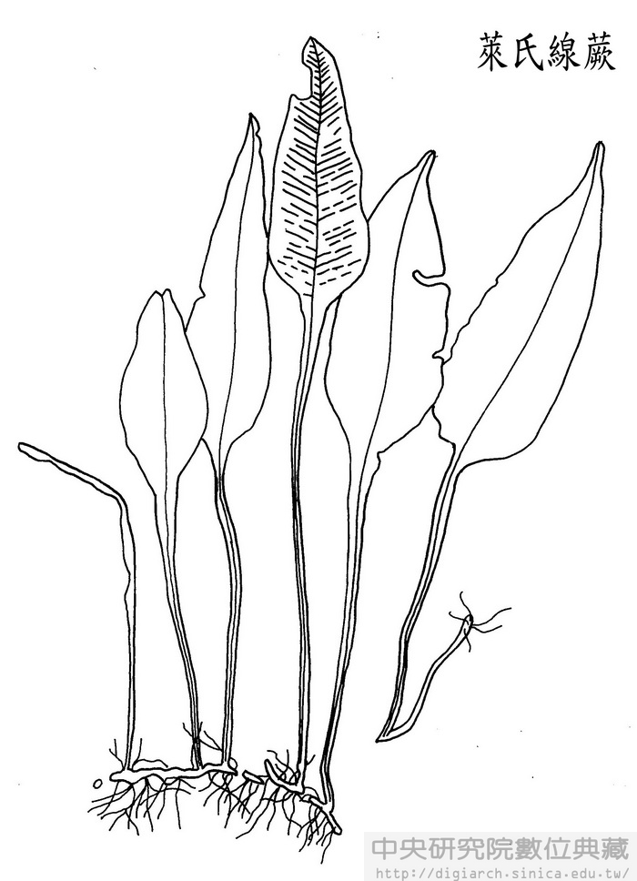 藝術線稿_臺灣本土植物 69 萊氏線蕨 系統編號: s_102332 計畫名稱