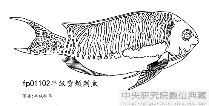 半纹背颊刺鱼 genicanthus semifasciatus